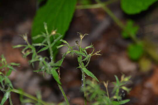 صورة Cerastium nutans Raf.