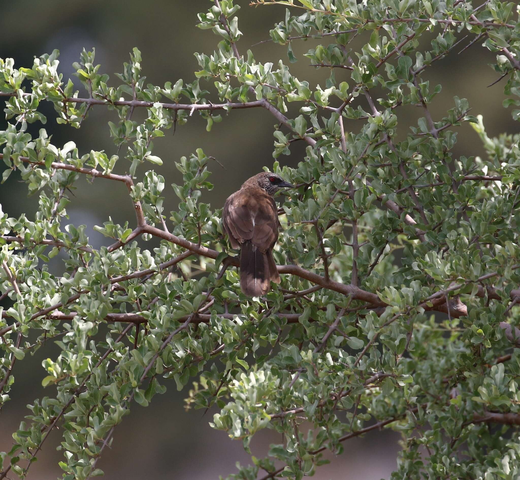 Image of Hartlaub's Babbler