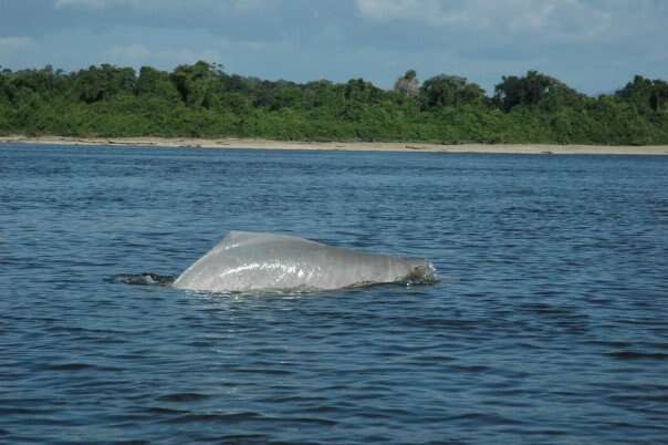Image of river dolphins