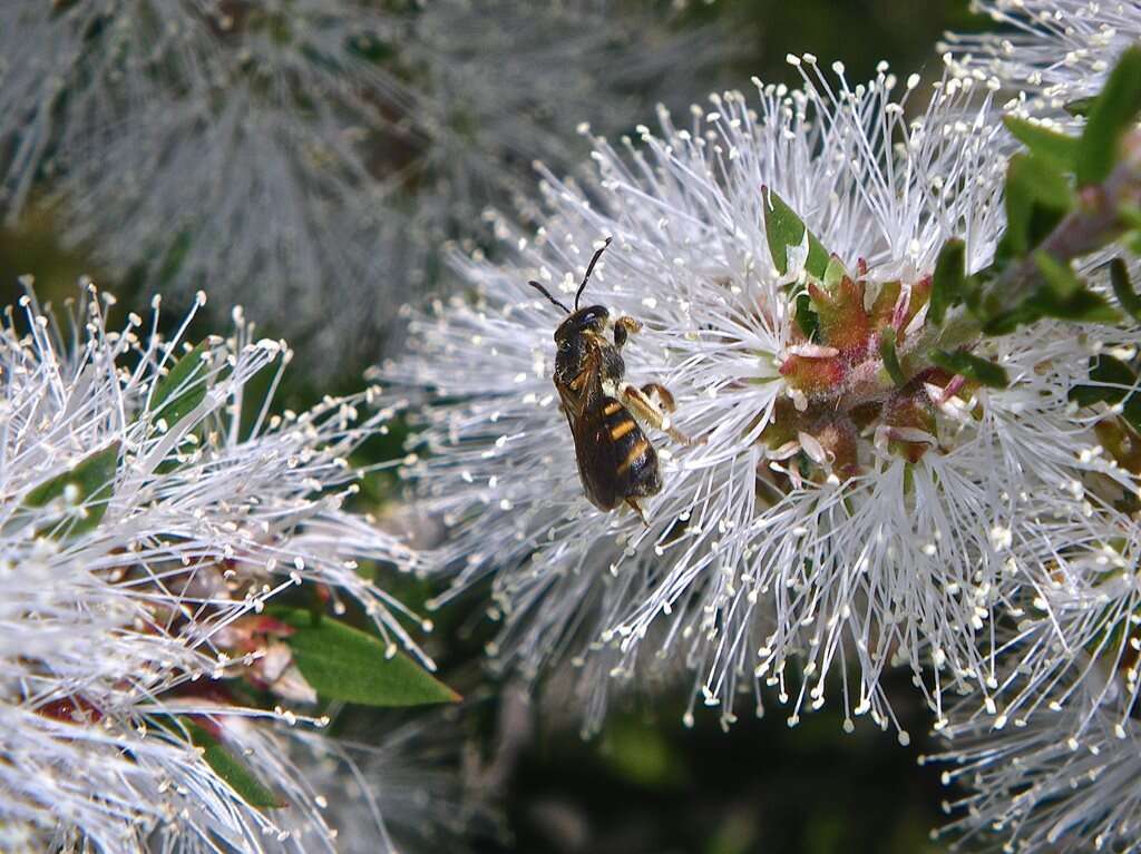 Lasioglossum bicingulatum (Smith 1853)的圖片