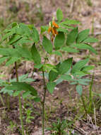 Lathyrus gmelinii Fritsch resmi