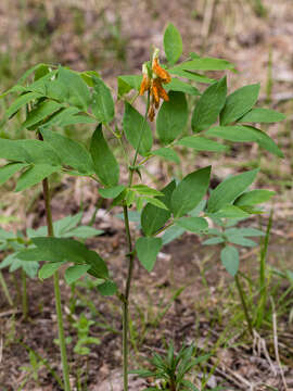 Lathyrus gmelinii Fritsch resmi