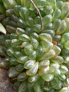 Haworthia transiens (Poelln.) M. Hayashi resmi