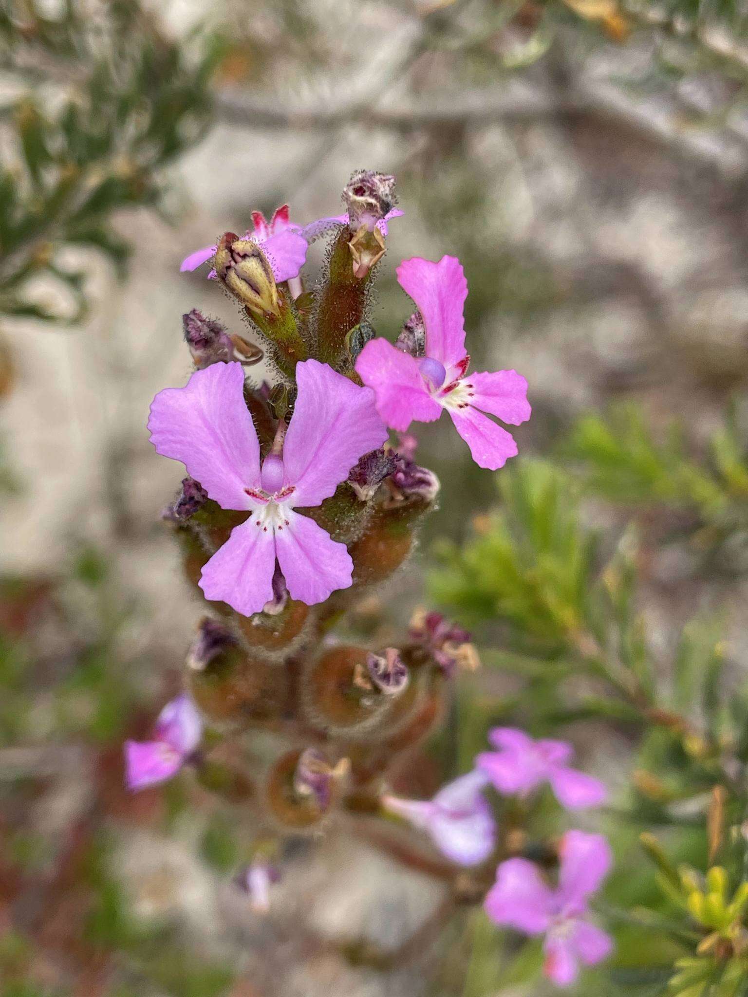 Image of Stylidium pilosum (Labill.) Labill.