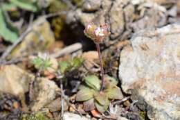 Image of greater rockjasmine