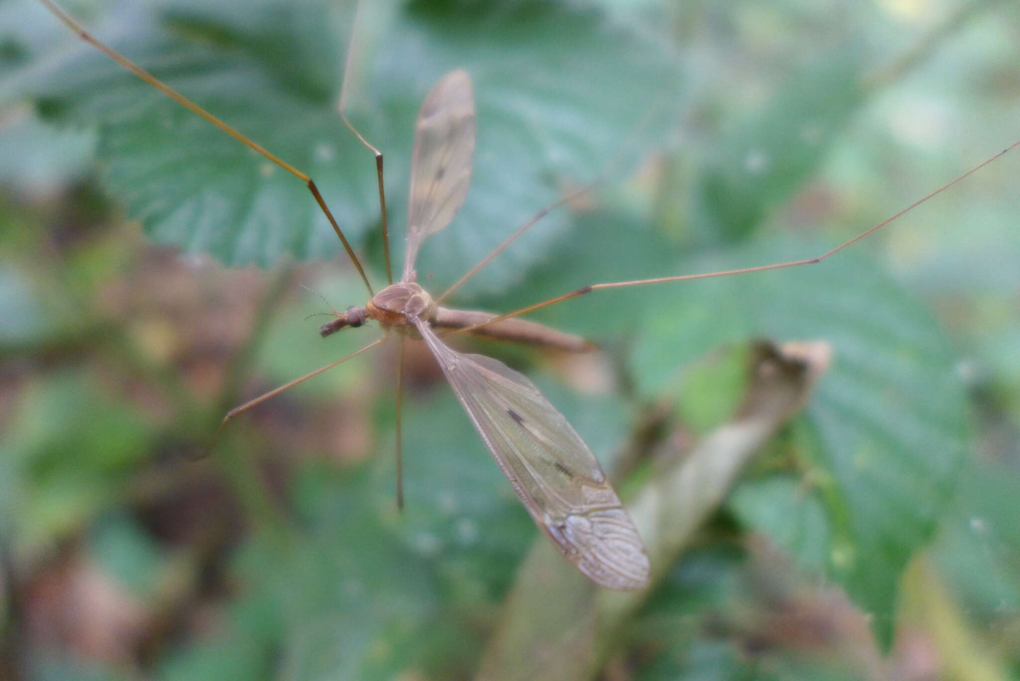 Tipula (Acutipula) fulvipennis De Geer 1776 resmi