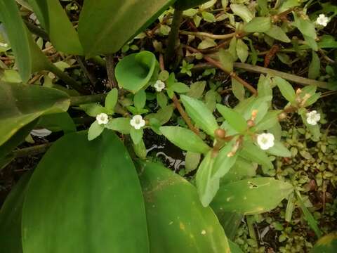 Image of Round-Fruit Hedge-Hyssop