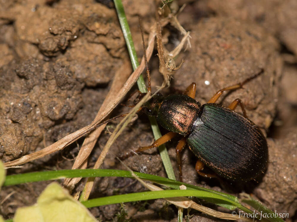 Image of Chlaenius (Chlaenius) aestivus Say 1823