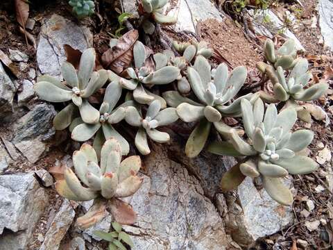 Image of Echeveria pulvinata var. leucotricha (J. A. Purpus) Kimnach