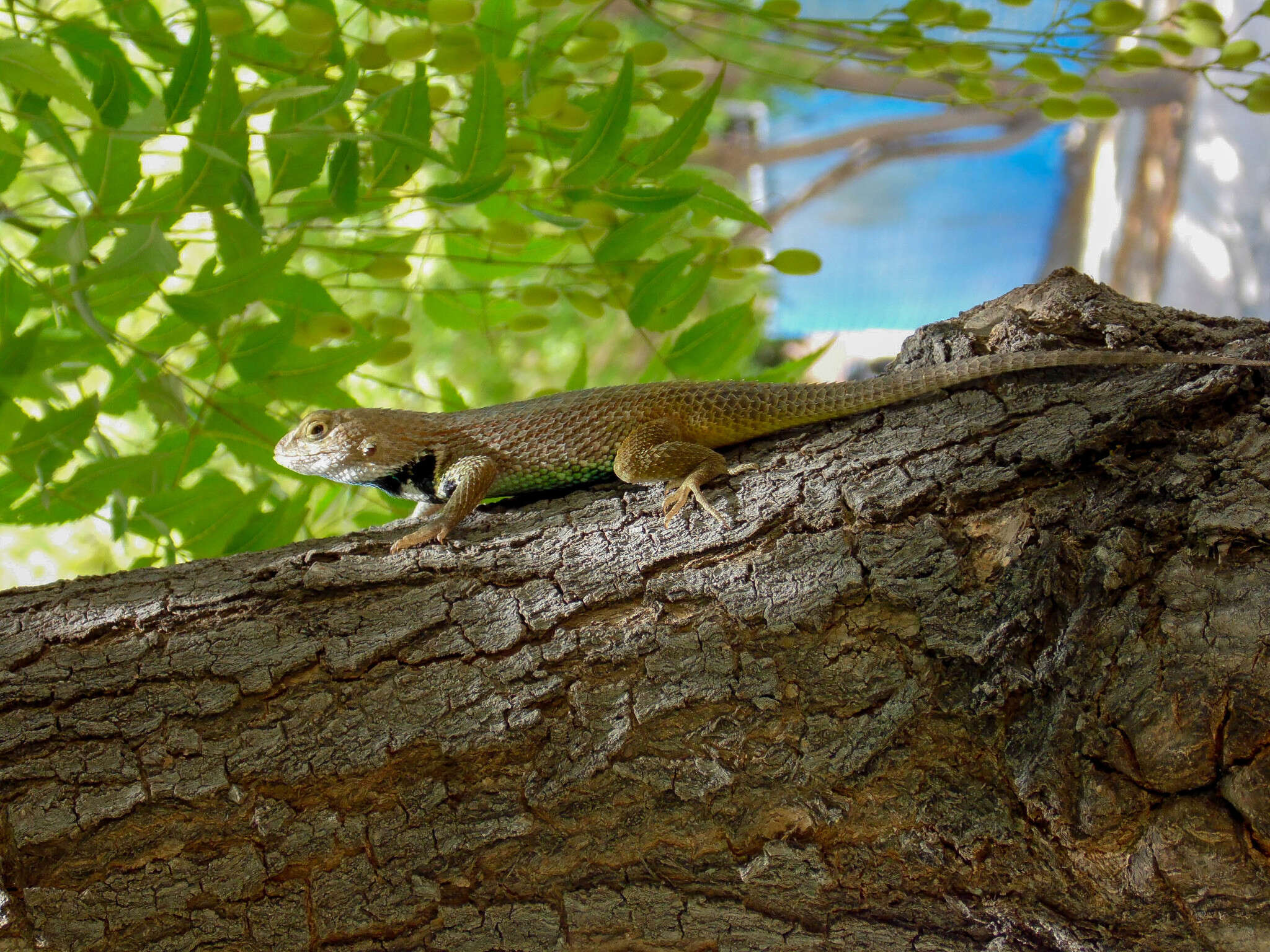 Image of Hunsaker's Spiny Lizard