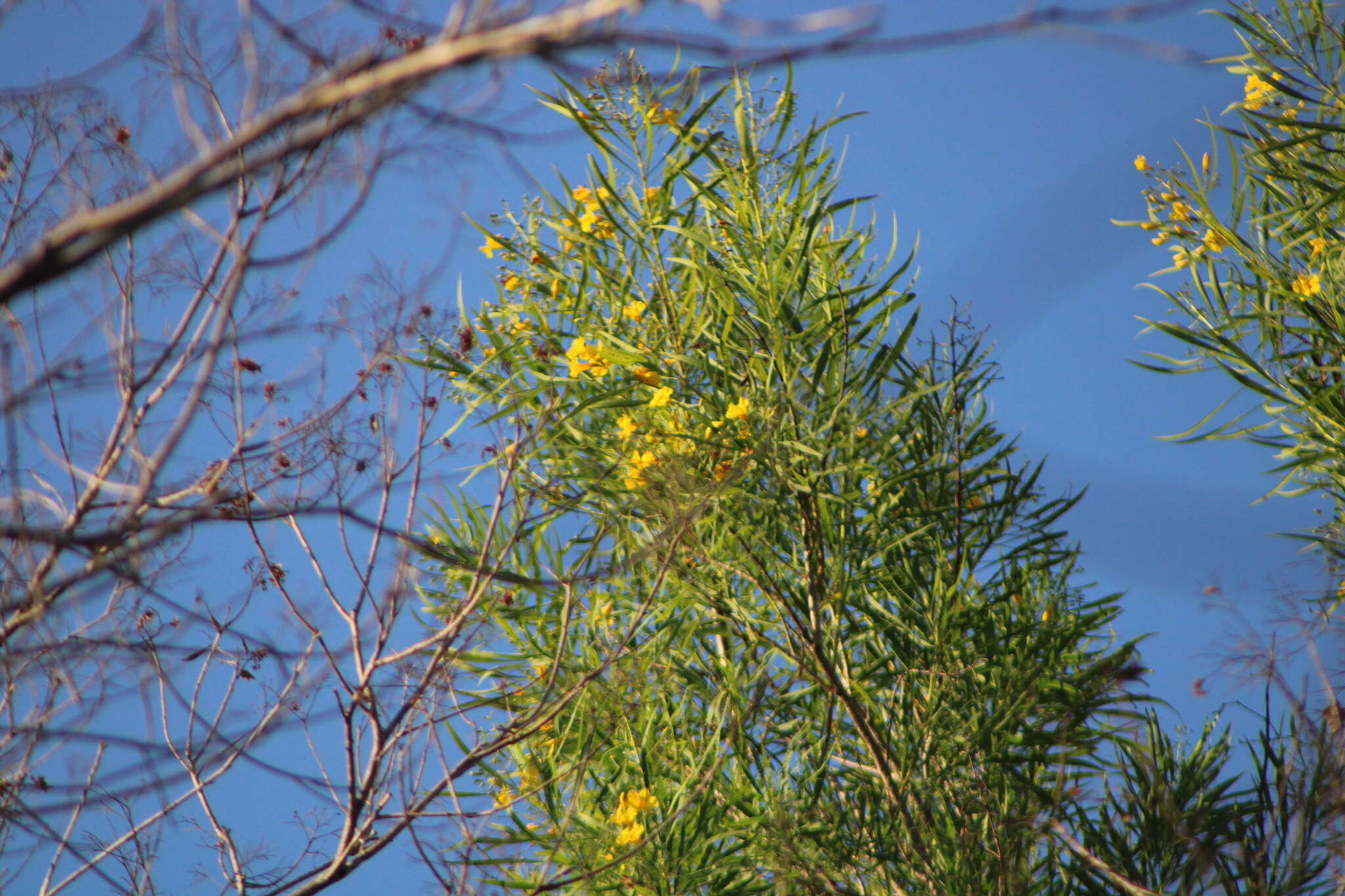 Image of Astianthus