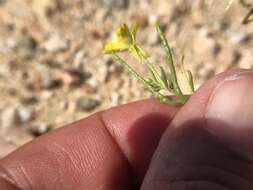 Image of Mojave suncup