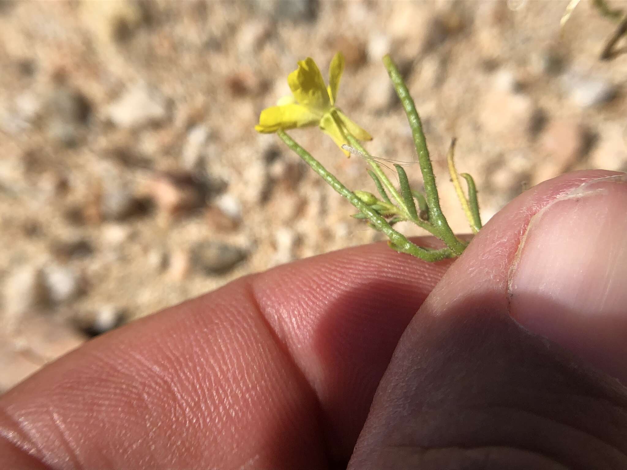 Imagem de Camissonia campestris (Greene) Raven