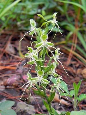 Image of Habenaria crassicornis Lindl.