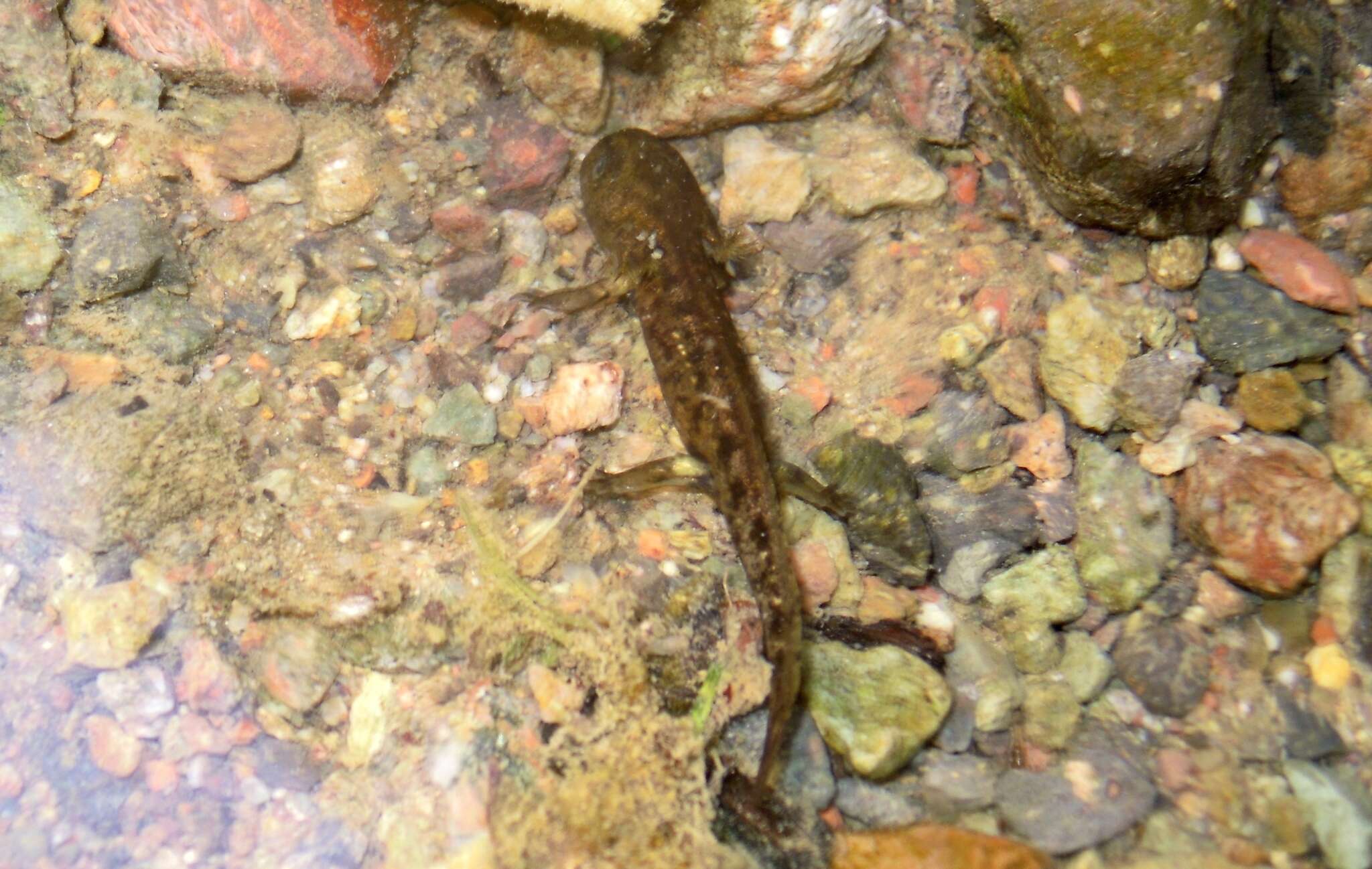 Image of Corsican Fire Salamander