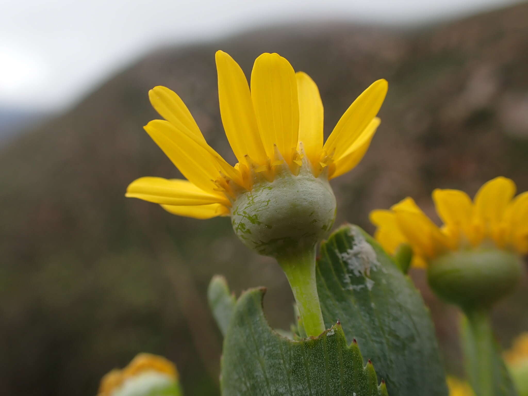 Euryops latifolius B. Nordenst. resmi