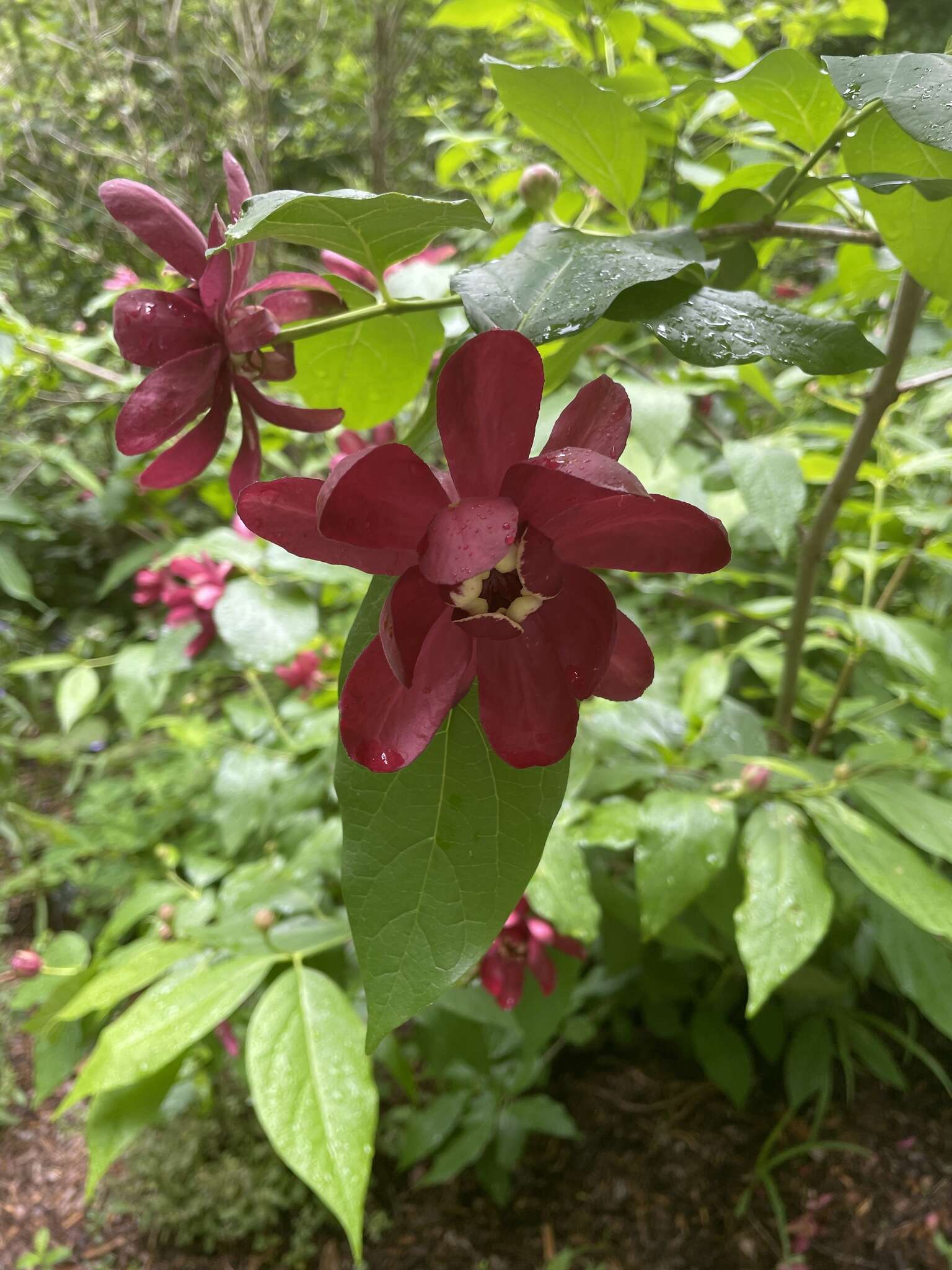 Image de Calycanthus × raulstonii (F. T. Lass. & Fantz) F. T. Lass. & Fantz ex Bernd Schulz