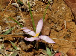 Image of Syringodea concolor (Baker) M. P. de Vos