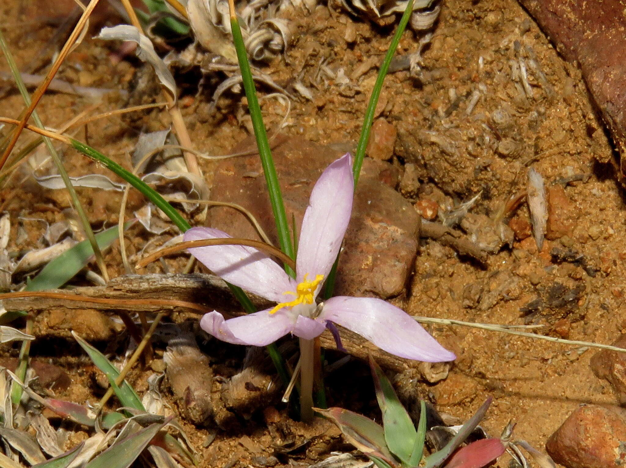 Image of Syringodea concolor (Baker) M. P. de Vos