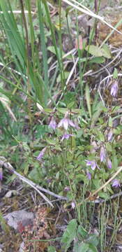 صورة Gentianella rapunculoides (Willd. ex Schultes) J. S. Pringle