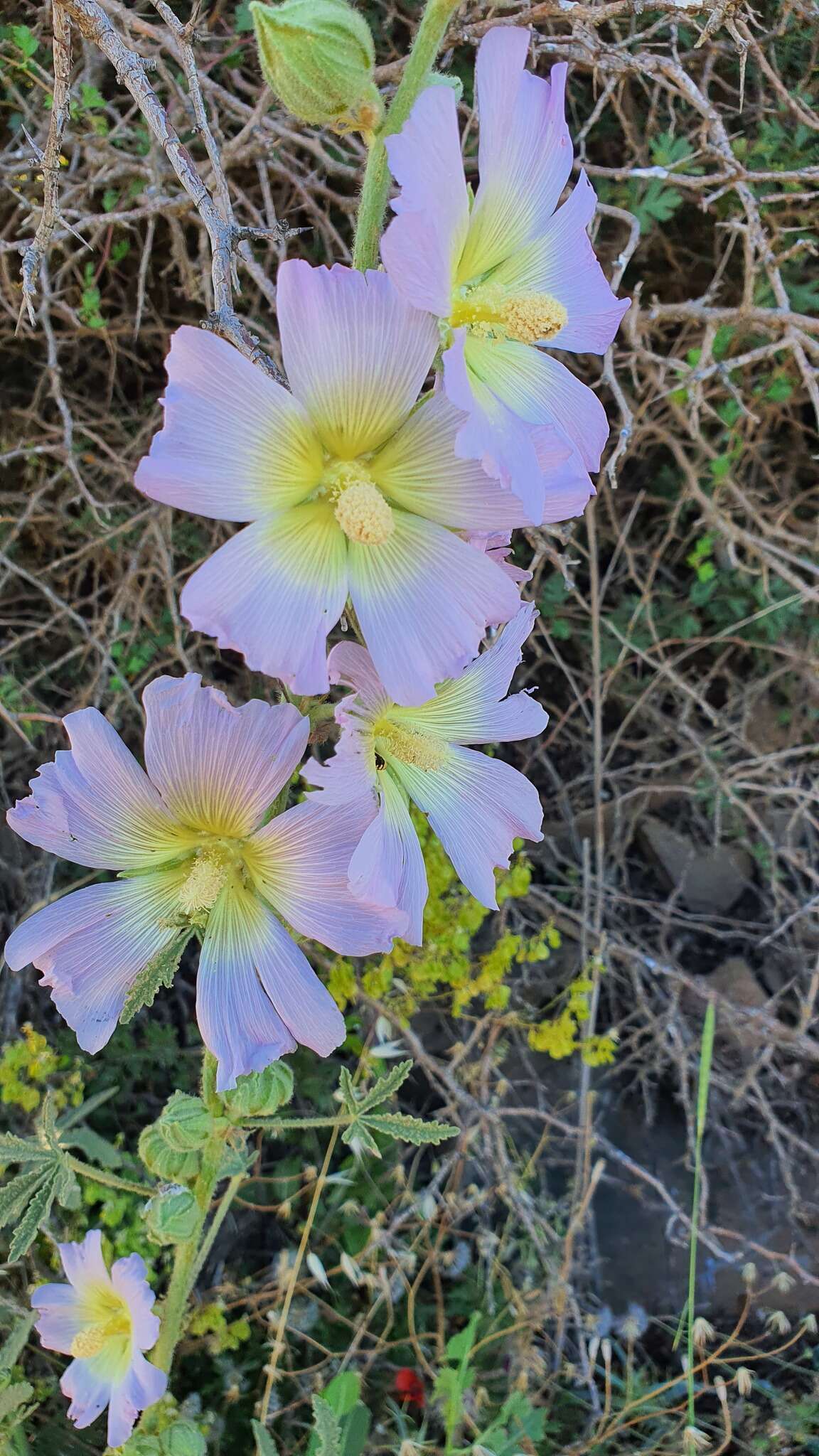 Image de Alcea dissecta (Baker) Zoh.