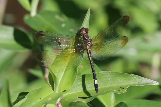 Image of Macrothemis ultima González 1992