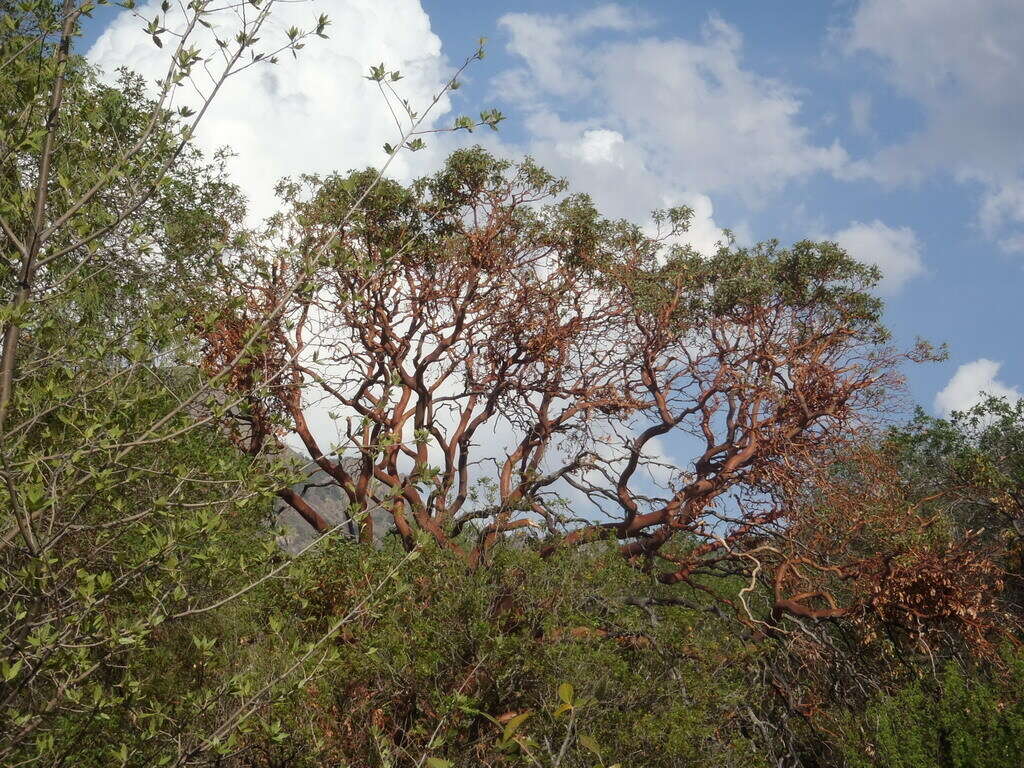 Arbutus xalapensis var. texana (S. F. Buckley) A. Gray resmi