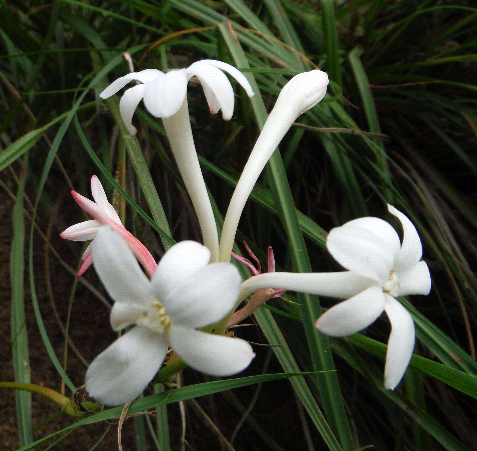 Image of Agave neopringlei Thiede & Eggli