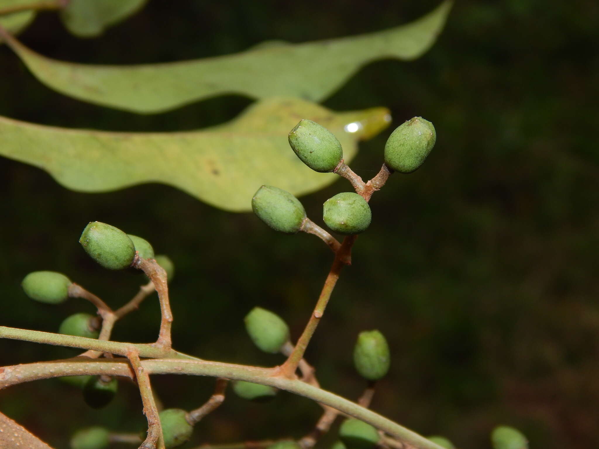 Image de Tapirira guianensis Aubl.