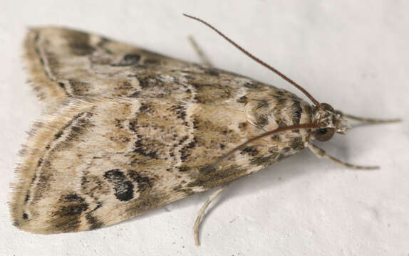 Image of Cabbage Webworm Moth