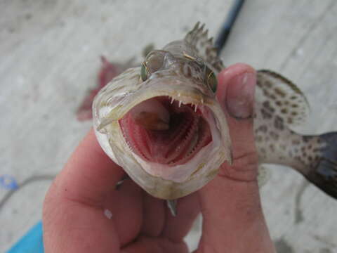 Image of Scamp Grouper