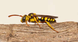 Image of Nomada cubensis Cresson 1865