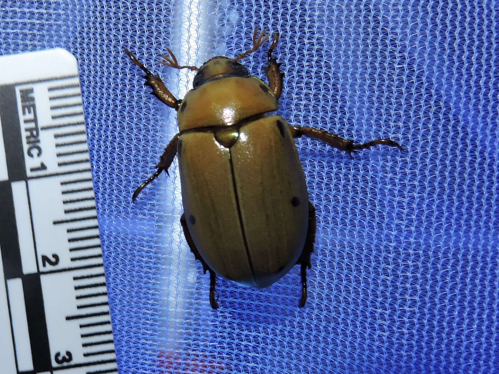 Sivun Pelidnota punctata (Linnaeus 1758) kuva