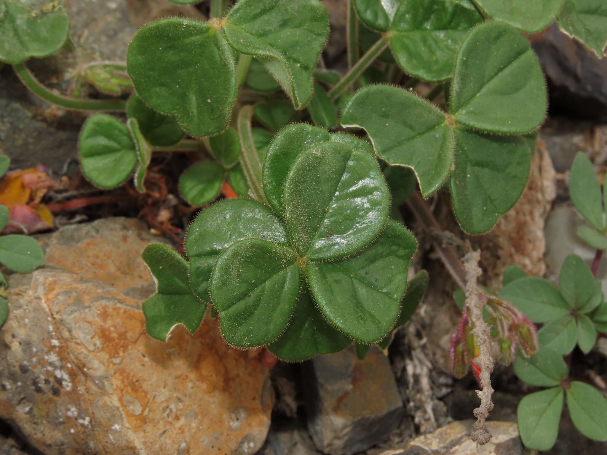 Image of Oxalis atacamensis K. Reiche