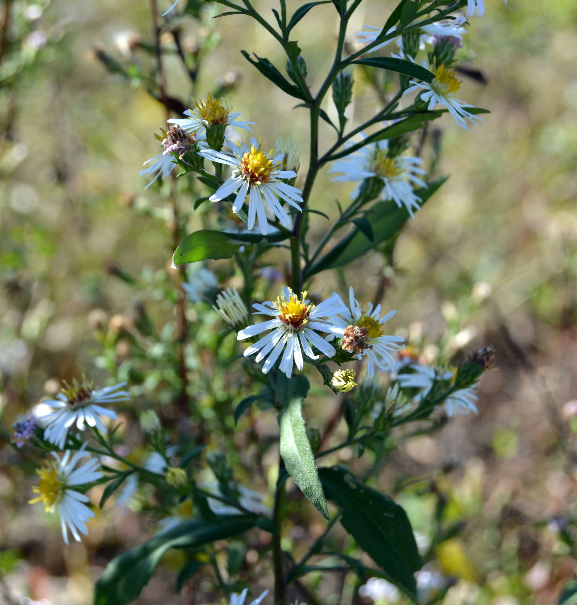 Image of Symphyotrichum lanceolatum var. latifolium (Semple & Chmiel.) G. L. Nesom