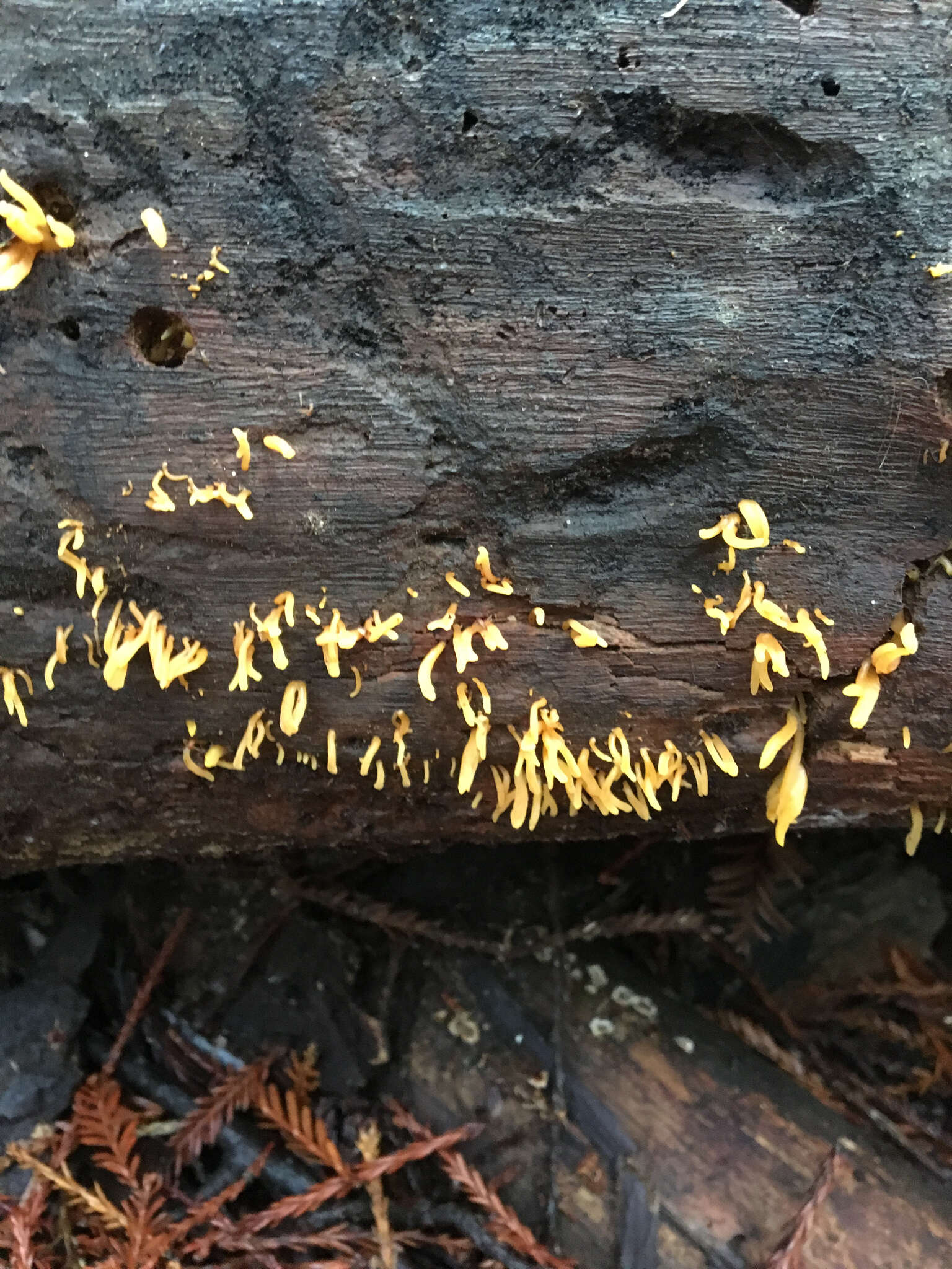 Image of Calocera cornea (Batsch) Fr. 1827