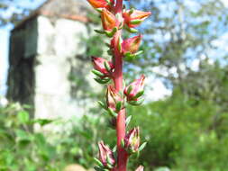 Image of Echeveria mucronata Schltdl.