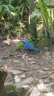 Image of Turquoise Jay