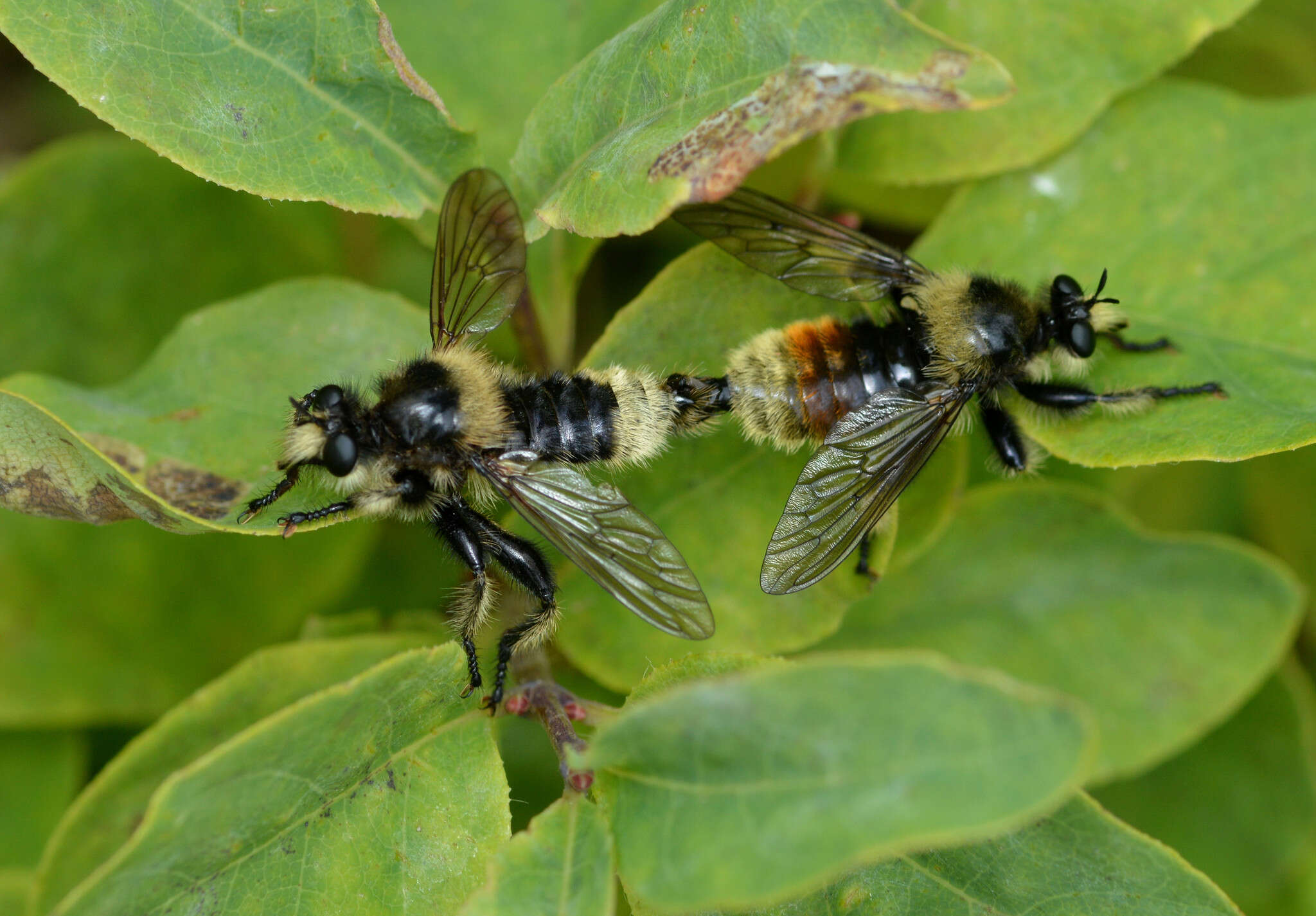 صورة Laphria columbica Walker 1866