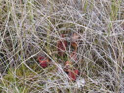 Image of purple pitcherplant