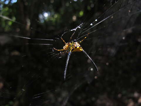 Image of Gasteracantha remifera Butler 1873