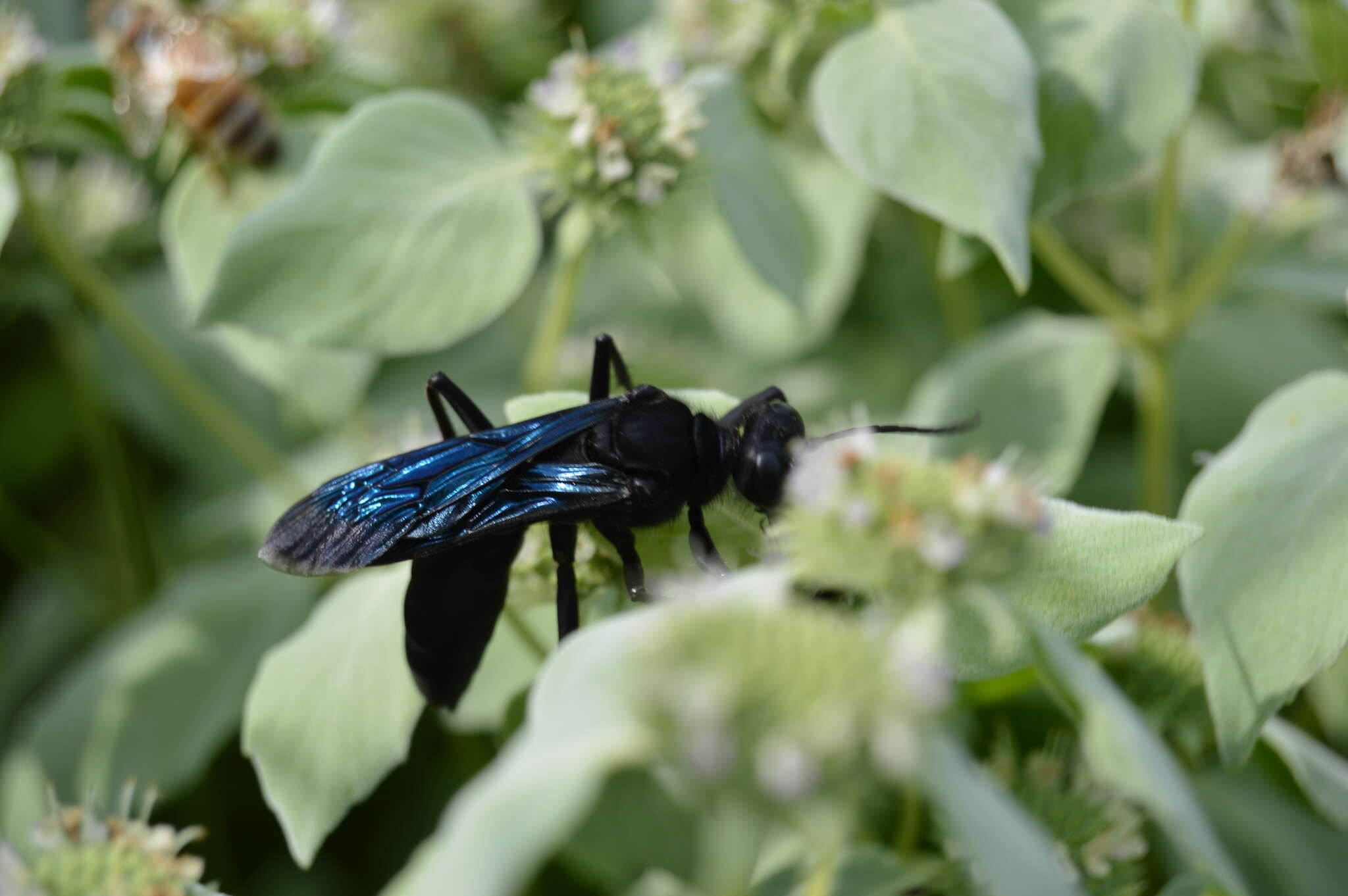 Image of Great Black Wasp