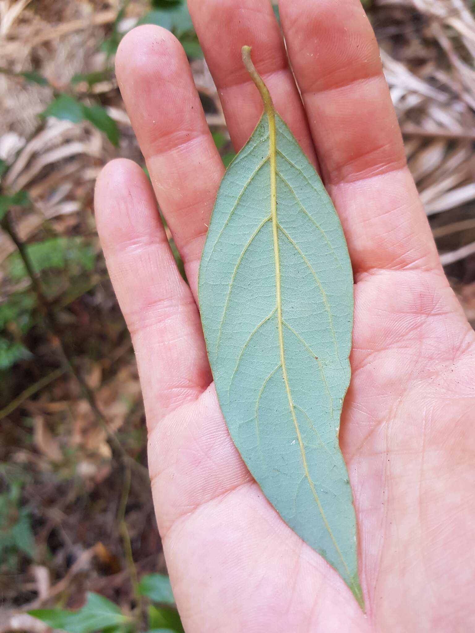 Image de Cryptocarya rigida Meisn.