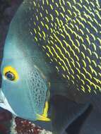 Image of Angelfish