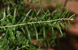 Image of Ozothamnus cassinioides (Benth.) A. A. Anderberg