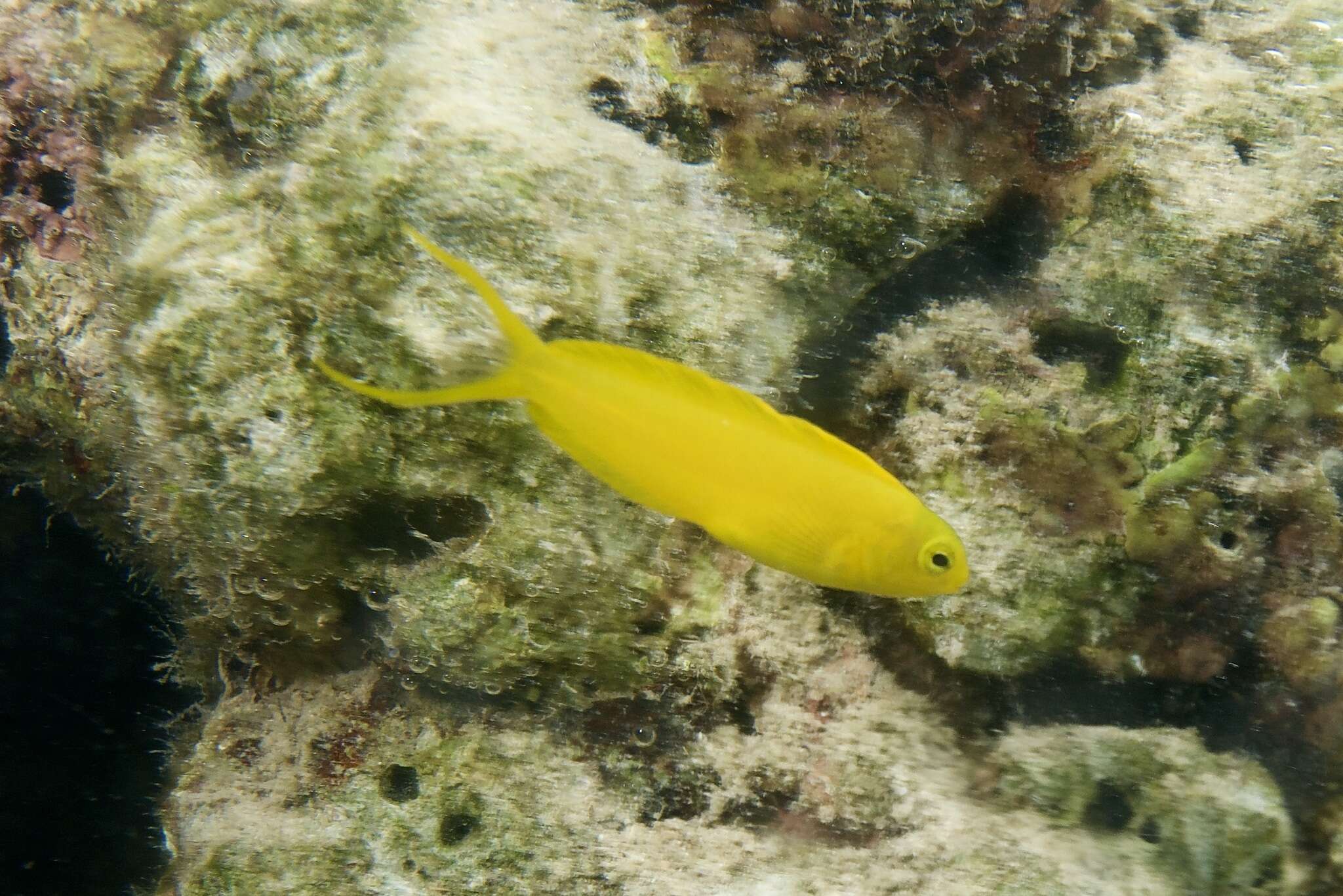 Image of Canary fangblenny