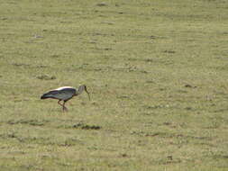 Image of Black-faced Ibis