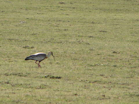 Image of Black-faced Ibis