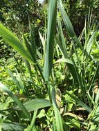 Image of California canarygrass