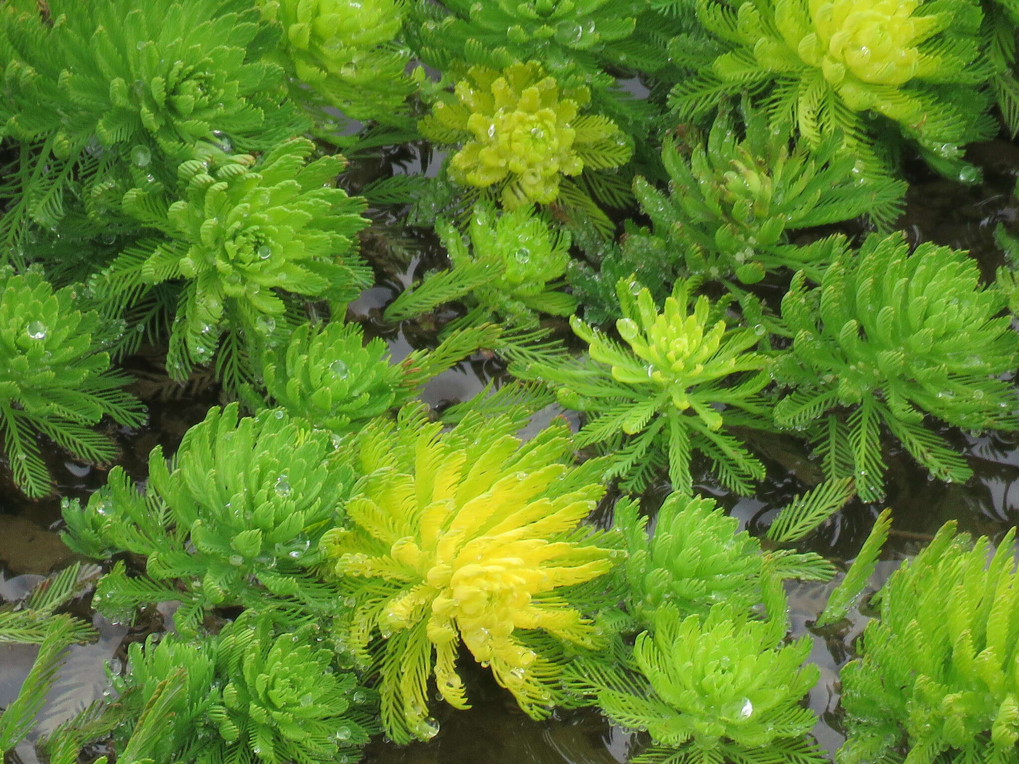 Image of parrot feather watermilfoil